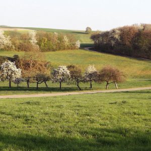 Naturerfahrung durch Yoga und Bewegungswellness